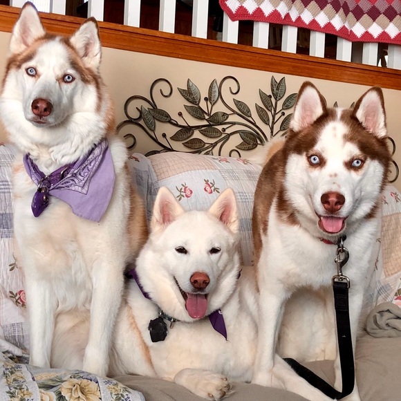 ❤️🐾 Amy & The Husketeers!  🐾❤️ - Picture 3 of 14